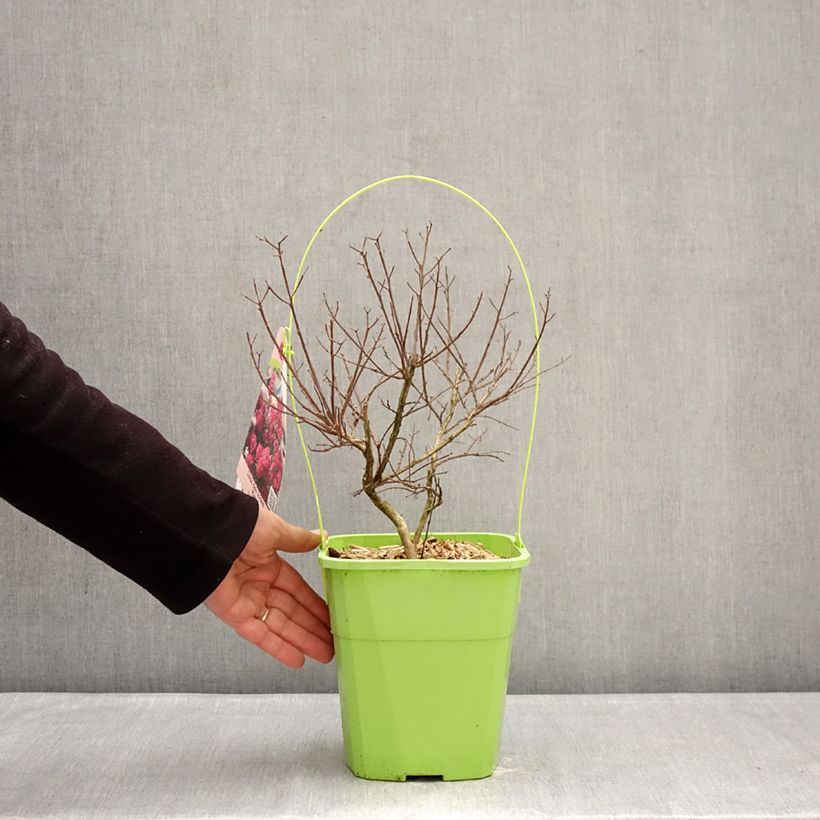 Árbol de Júpiter With Love Kiss - Lagerstroemia indica Maceta 3L/4L Ejemplar entregado en invierno