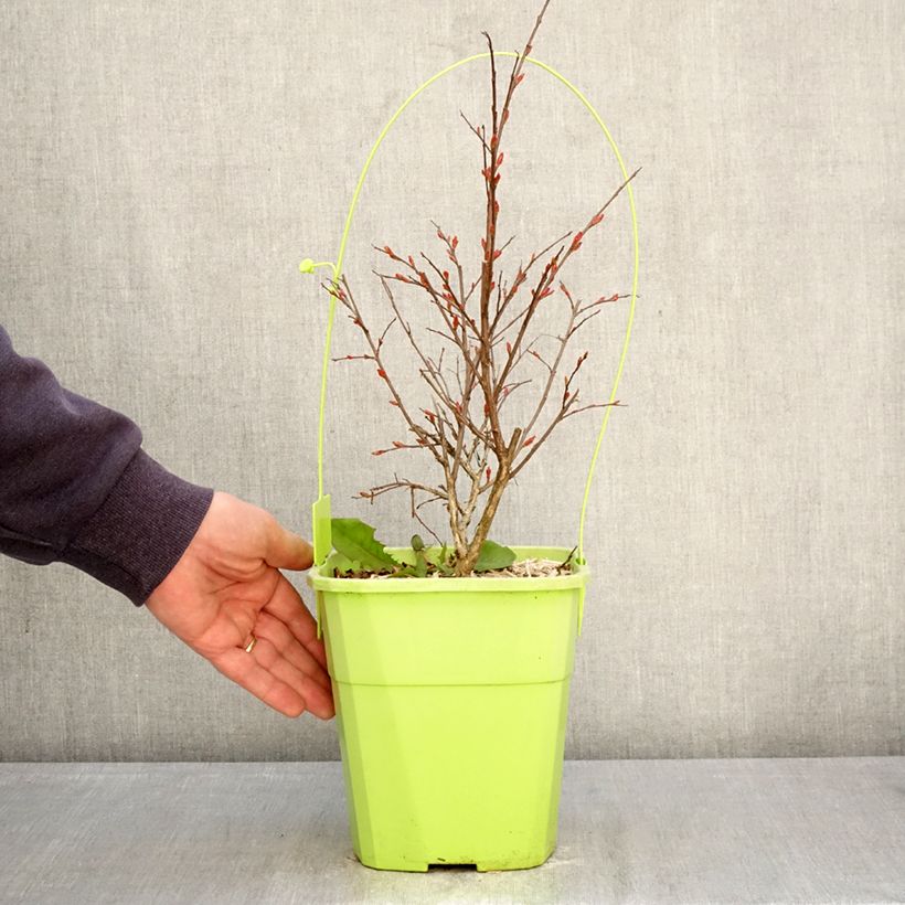 Árbol de Júpiter With Love Kiss - Lagerstroemia indica Maceta 3L/4L Ejemplar entregado en la primavera