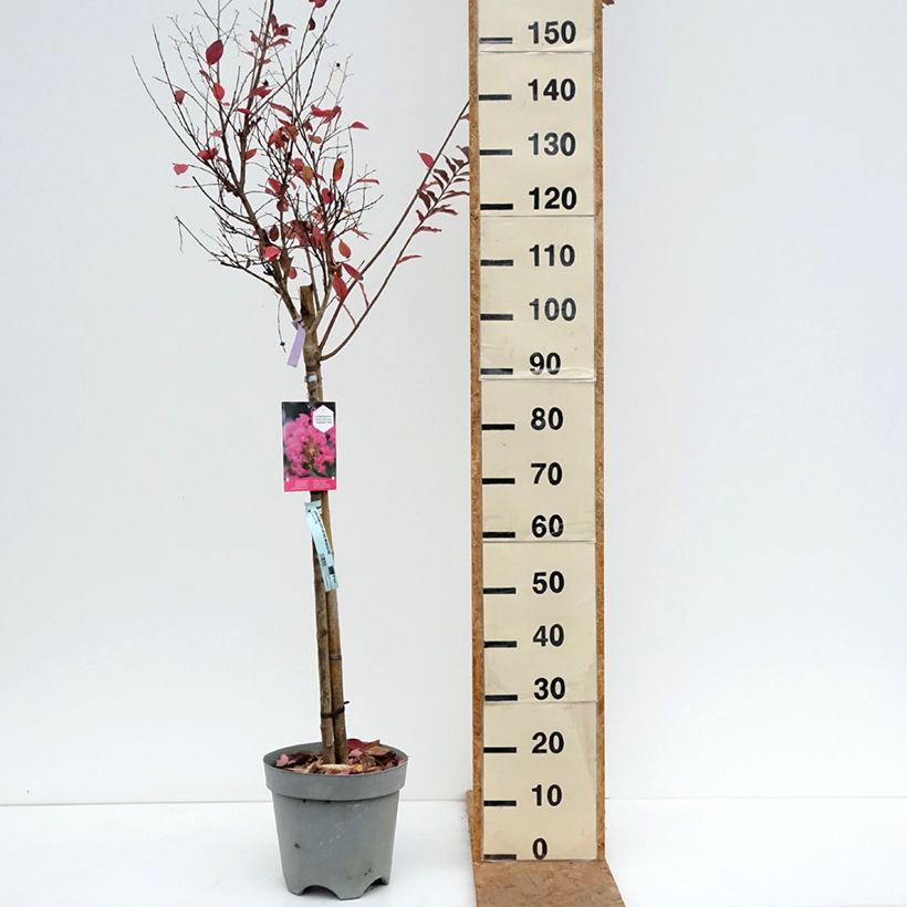 Ejemplar de Árbol de Júpiter With Love Kiss - Lagerstroemia indica Maceta 7,5L/10L entregado en otoño