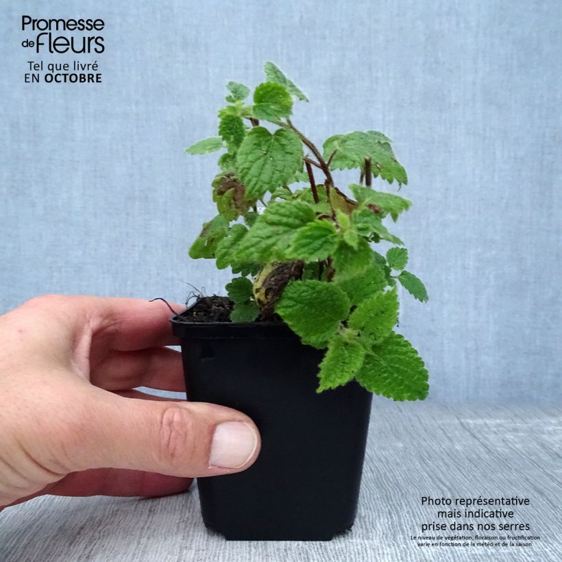 Ejemplar de Lamium galeobdolon - Arcángel amarillo Maceta de 8/9 cm entregado en otoño
