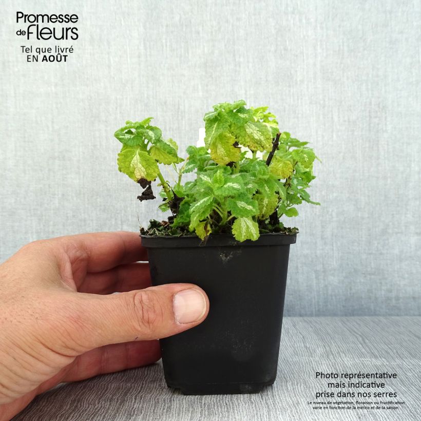 Ejemplar de Lamium maculatum Album Maceta de 8/9 cm entregado en verano