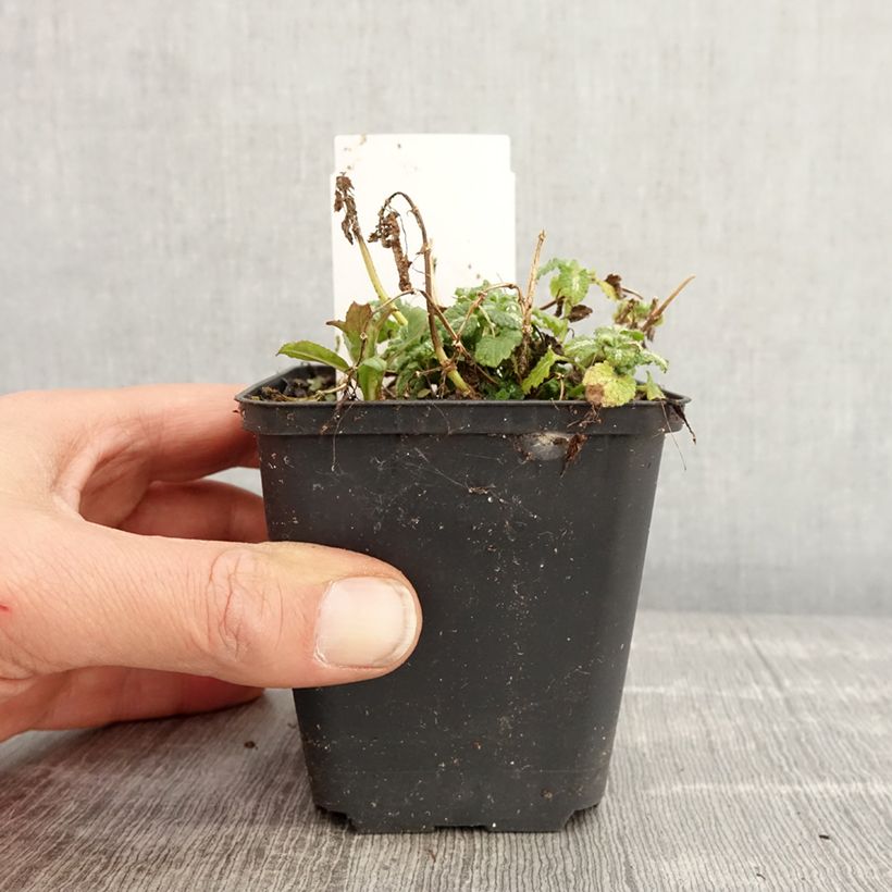 Lamium maculatum Album Maceta de 8/9 cm Ejemplar entregado en la primavera