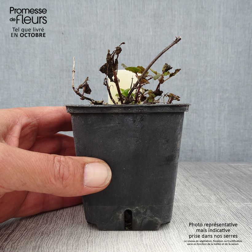 Ejemplar de Lamium maculatum Chequers Maceta de 8/9 cm entregado en otoño