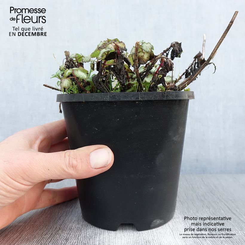 Lamium maculatum Purple Dragon Maceta 1,5L/2L Ejemplar entregado en invierno