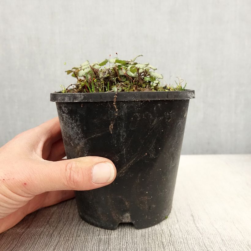 Lamium maculatum Purple Dragon Maceta 1,5L/2L Ejemplar entregado en la primavera