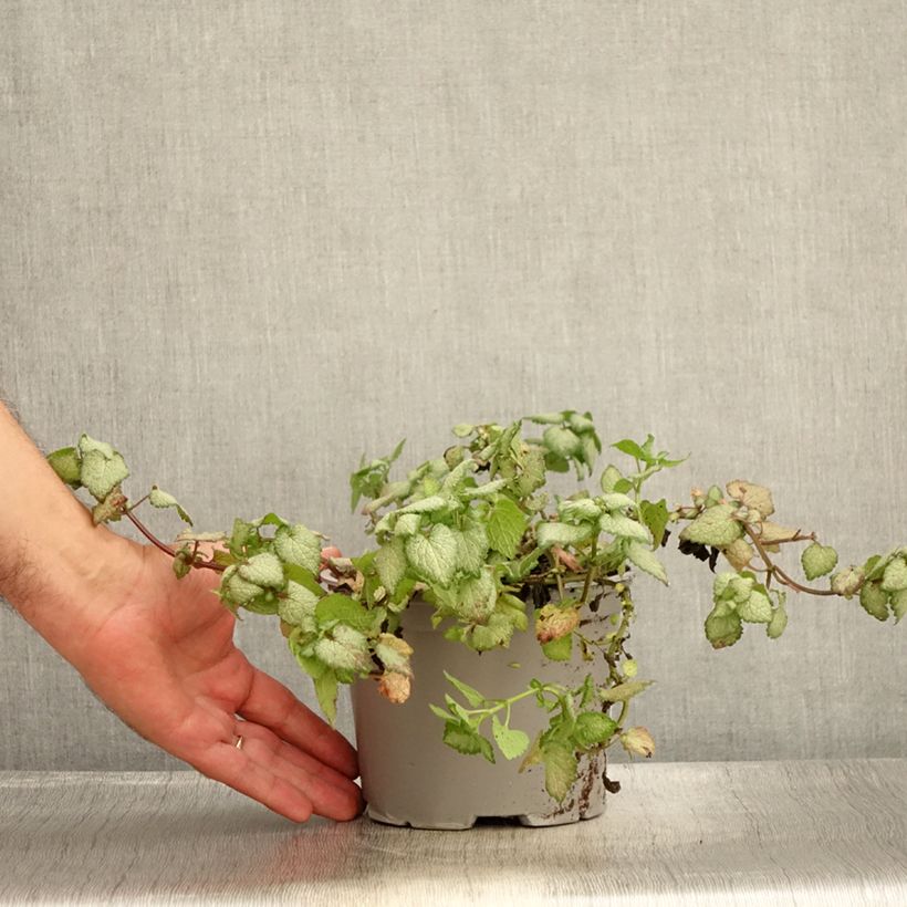 Ejemplar de Lamium maculatum Red Nancy Maceta 2L/3L entregado en verano