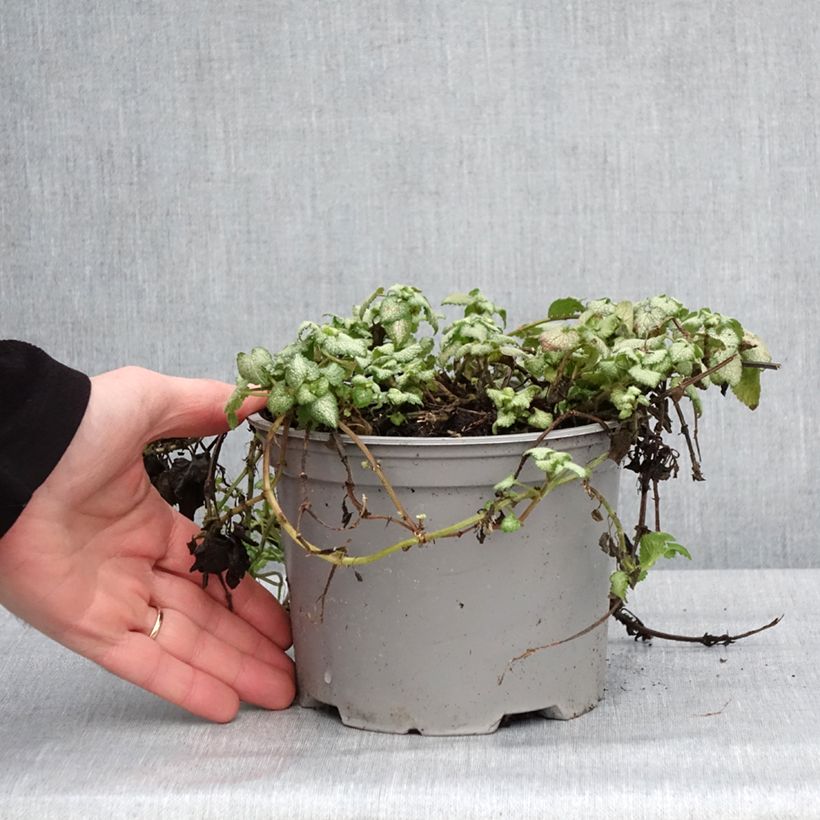 Lamium maculatum Red Nancy Maceta 2L/3L Ejemplar entregado en invierno