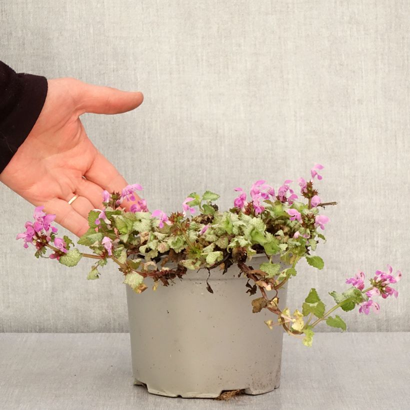 Lamium maculatum Red Nancy Maceta 2L/3L Ejemplar entregado en la primavera