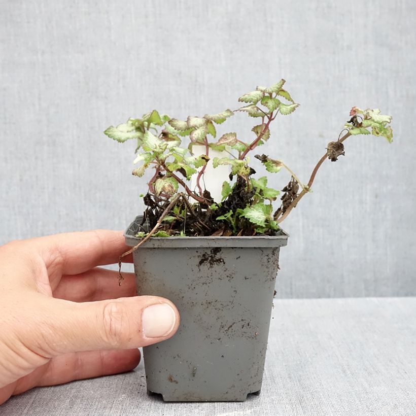 Ejemplar de Lamium maculatum Silver Sterling Maceta de 8/9 cm entregado en otoño