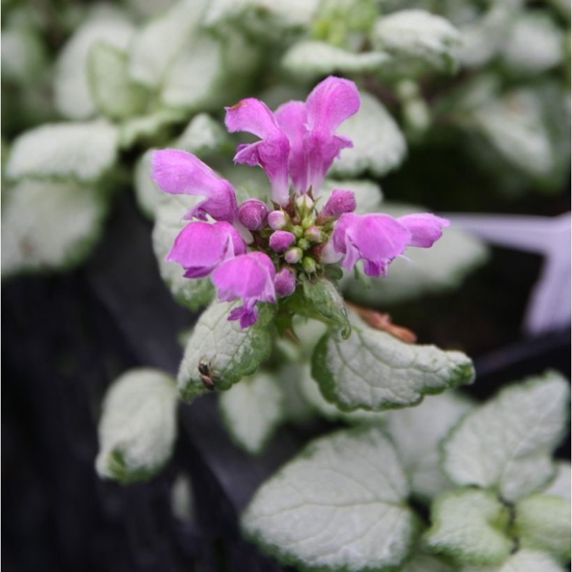 Lamium maculatum Red Nancy (Floración)