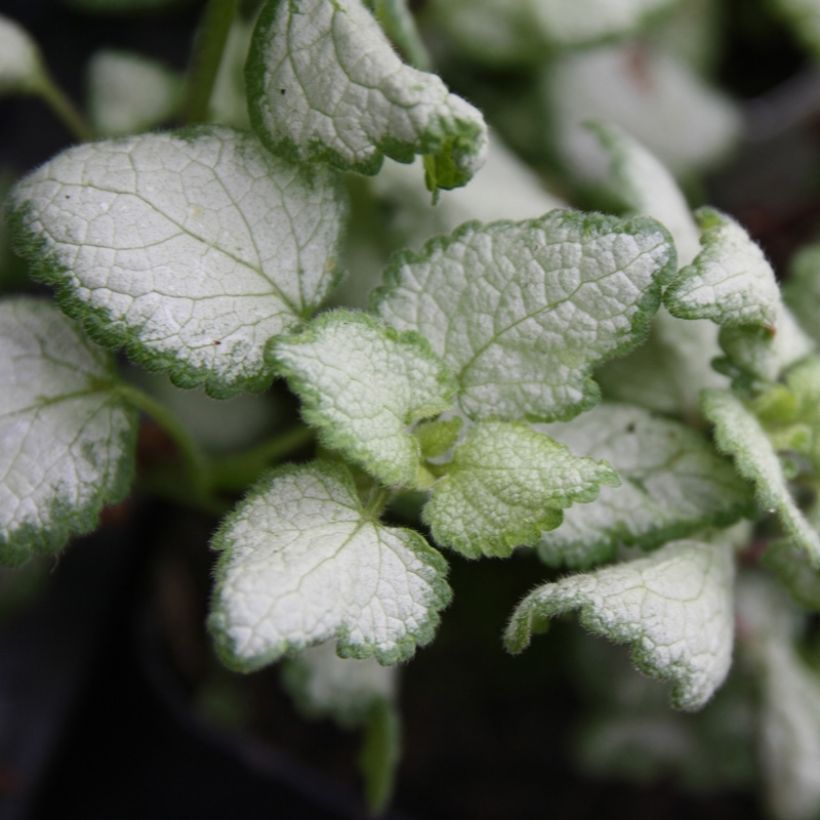 Lamium maculatum Red Nancy (Follaje)