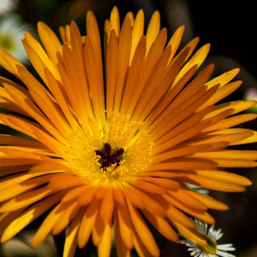 Lampranthus aurantiacus Yellow (Floración)