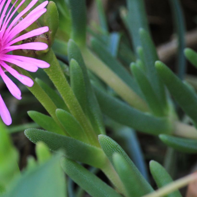 Lampranthus aurantiacus Fleurs roses (Follaje)