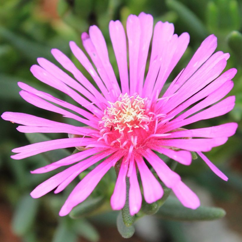 Lampranthus aurantiacus Fleurs roses (Floración)