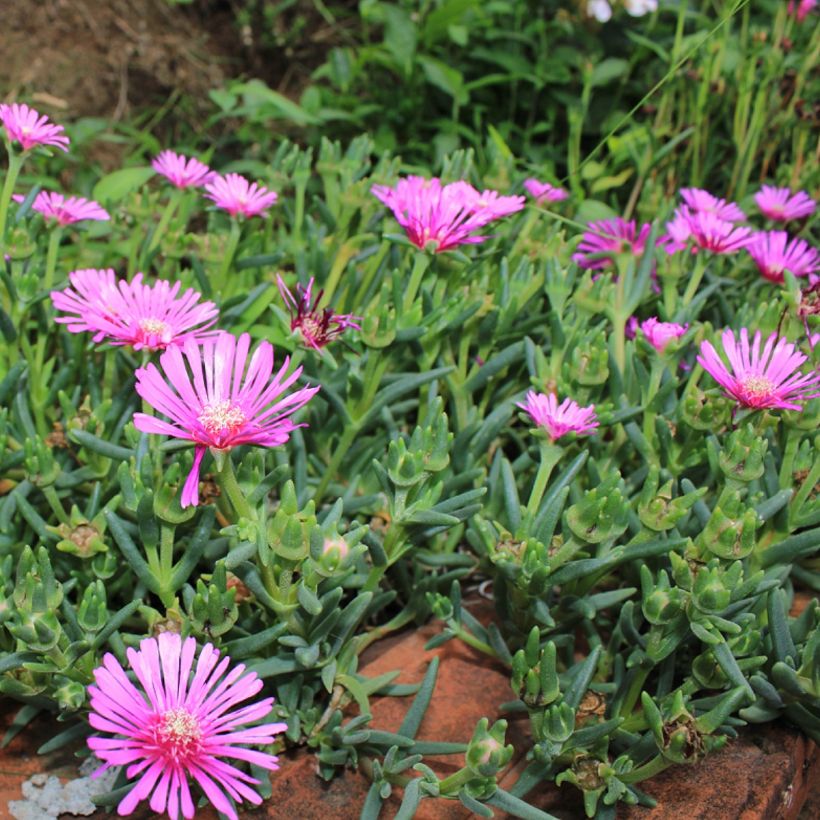 Lampranthus aurantiacus Fleurs roses (Porte)