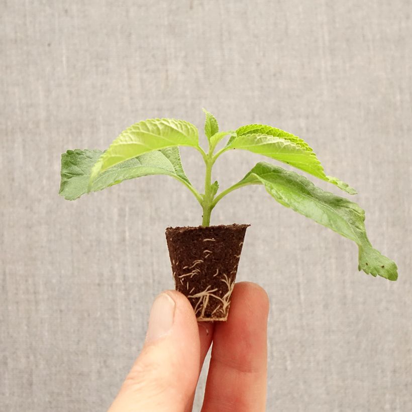 Lantana Bloomify White minicepellón: Ø 3/4 cm Ejemplar entregado en la primavera