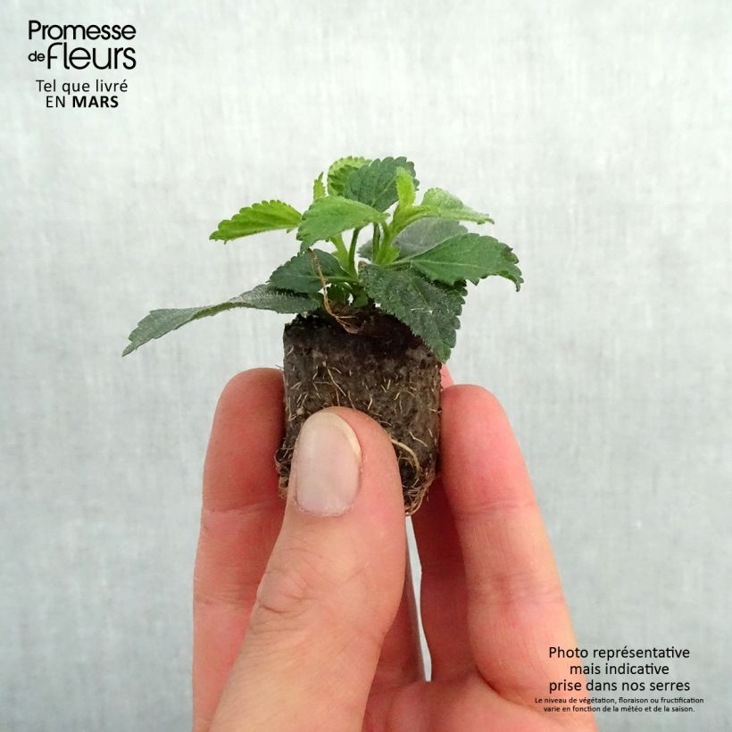 Lantana camara Shamrock Peach minicepellón: Ø 3/4 cm Ejemplar entregado en la primavera