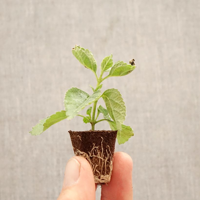 Lantana camara Shamrock Red minicepellón: Ø 3/4 cm Ejemplar entregado en la primavera