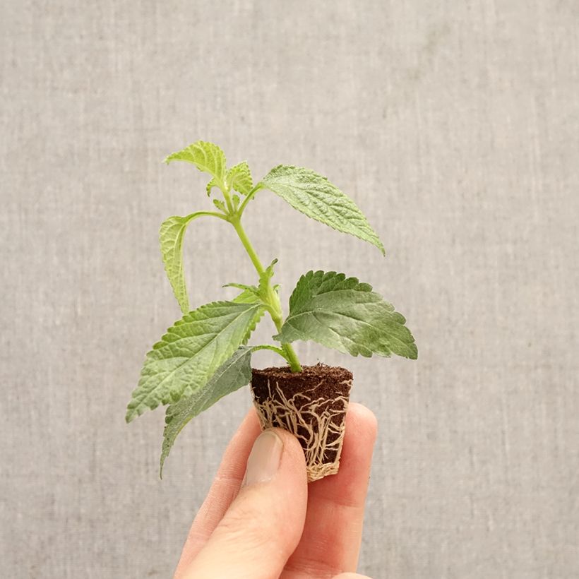 Lantana camara Shamrock Rose minicepellón: Ø 3/4 cm Ejemplar entregado en la primavera