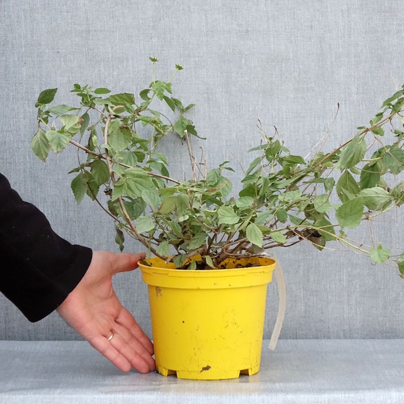 Lantana camara Chapel Hill Yellow Maceta 2L/3L Ejemplar entregado en invierno