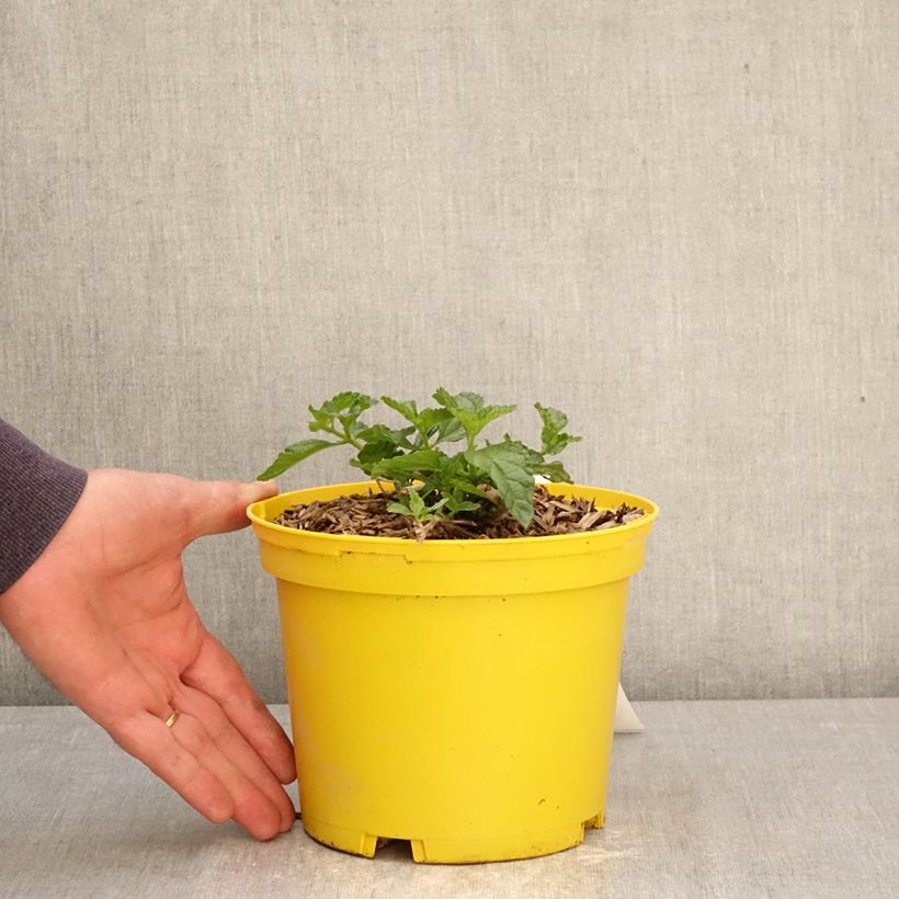 Lantana camara Chapel Hill Yellow Maceta 2L/3L Ejemplar entregado en la primavera