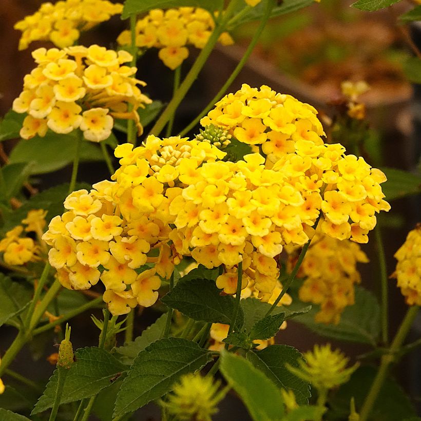 Lantana camara Chapel Hill Yellow (Floración)