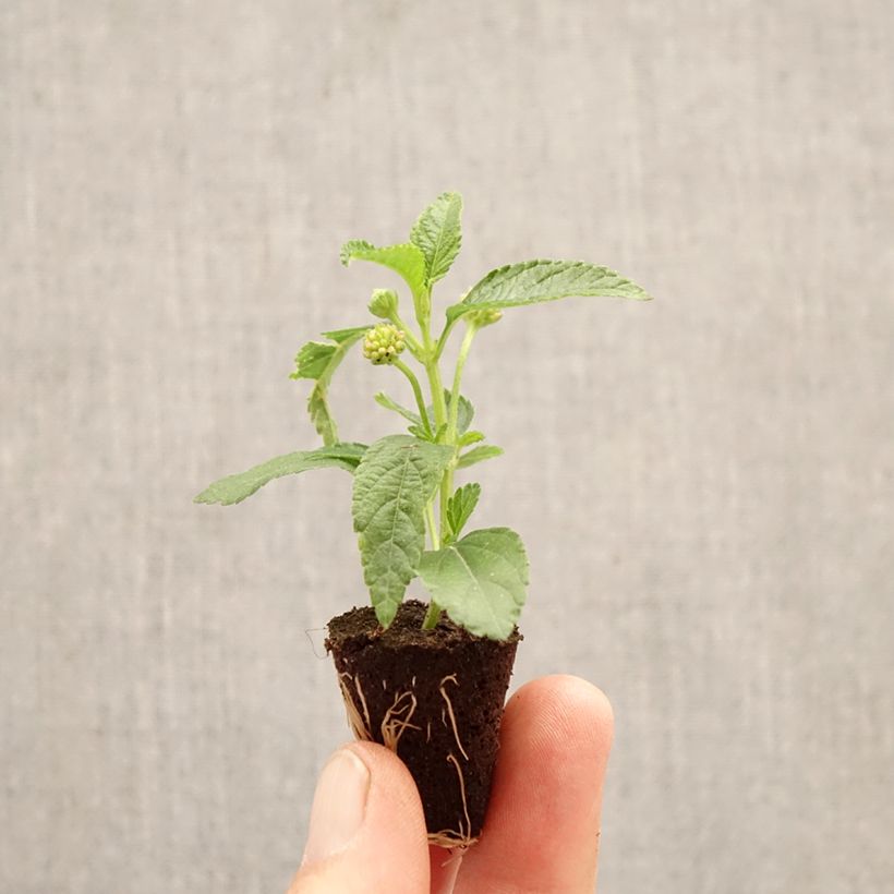 Lantana PassionFruit minicepellón: Ø 3/4 cm Ejemplar entregado en la primavera