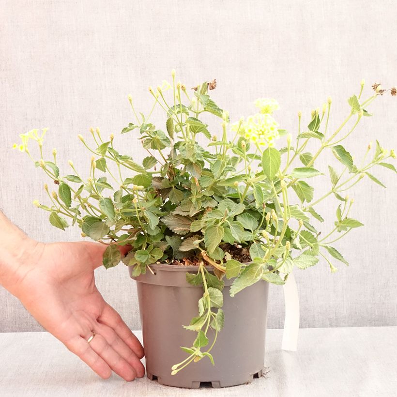 Ejemplar de Lantana camara Chapel Sunny Side Up Maceta 2L/3L entregado en verano
