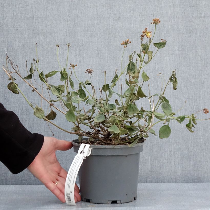 Lantana camara Chapel Sunny Side Up Maceta 2L/3L Ejemplar entregado en invierno