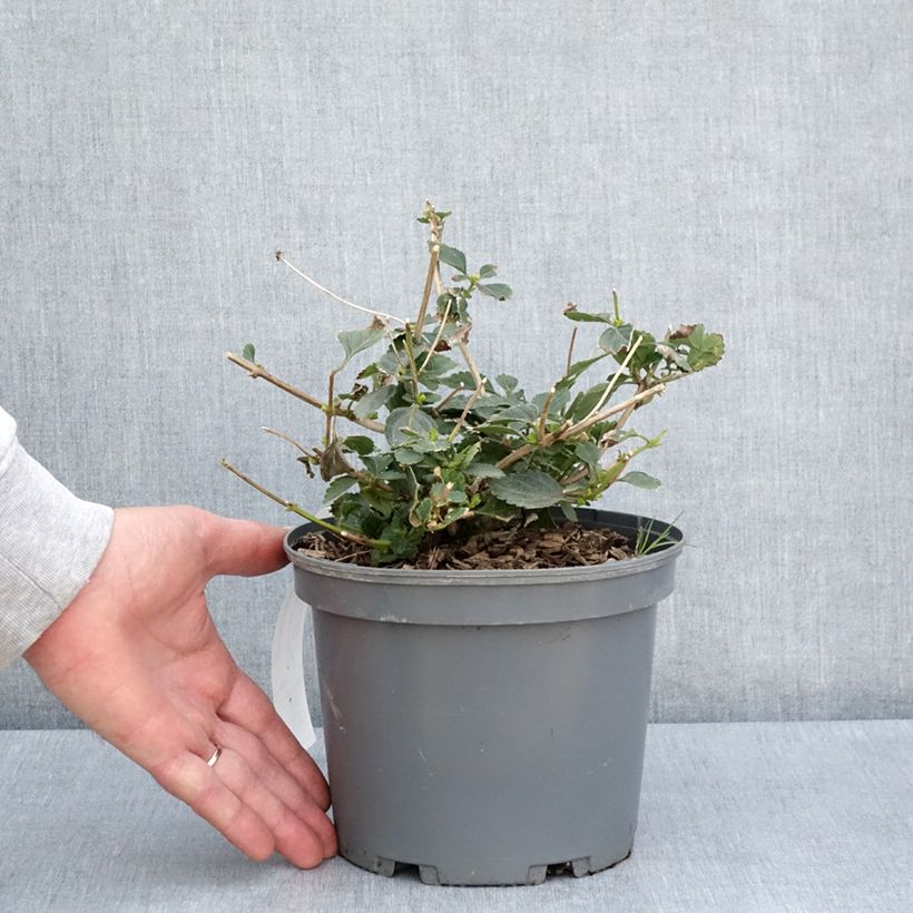 Lantana camara Chapel Sunny Side Up Maceta 2L/3L Ejemplar entregado en la primavera