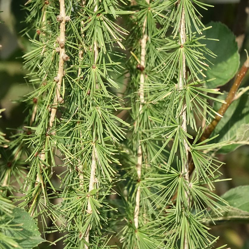 Larix decidua Puli - Alerce europeo (Follaje)