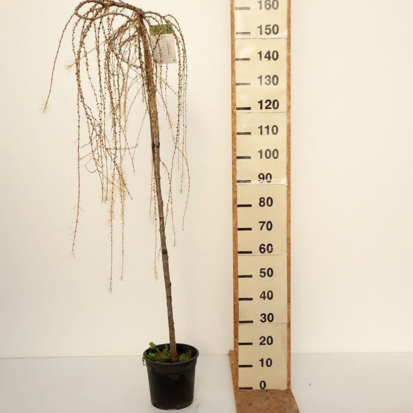 Ejemplar de Larix decidua Puli - Alerce europeo Maceta 4L/5L, Tallo entregado en otoño
