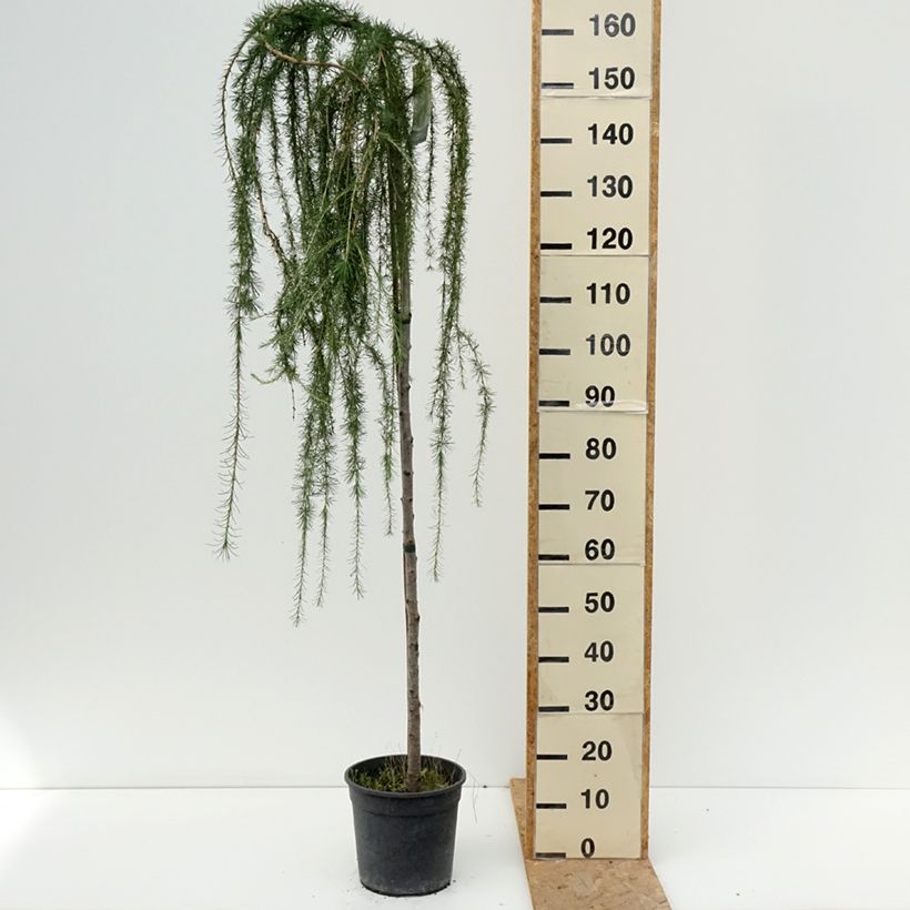 Ejemplar de Larix decidua Puli - Alerce europeo Maceta 4L/5L entregado en verano
