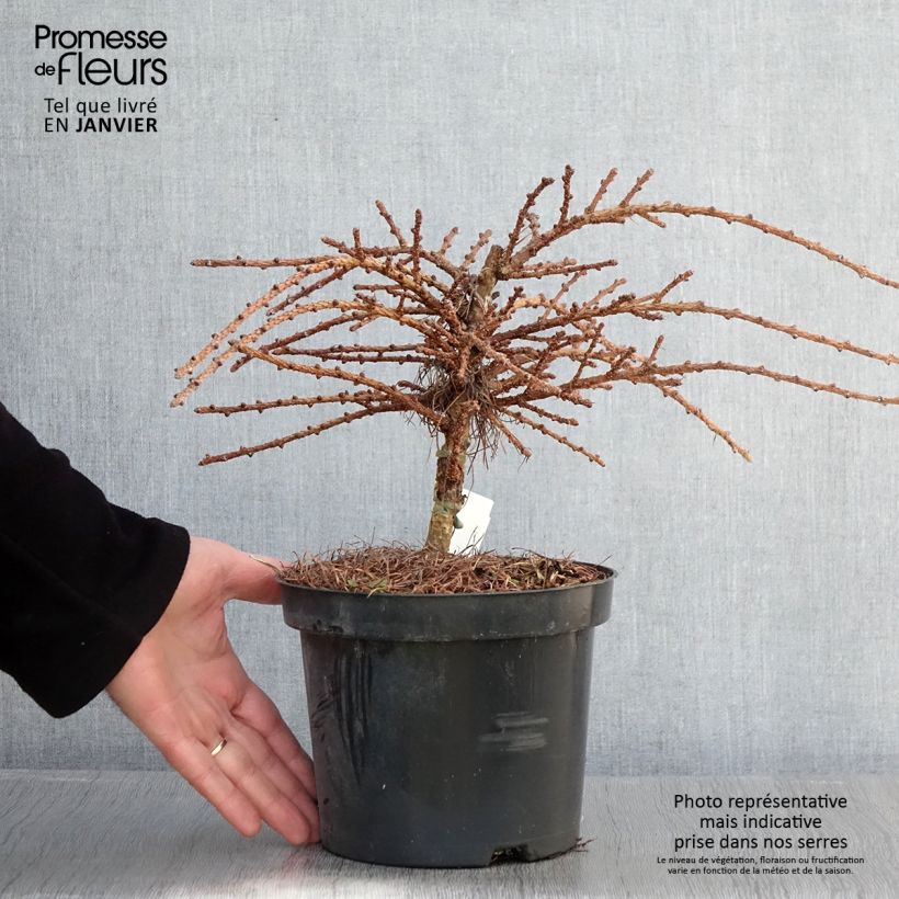 Larix kaempferi Blue Dwarf - Alerce del Japón Maceta 2L/3L Ejemplar entregado en invierno