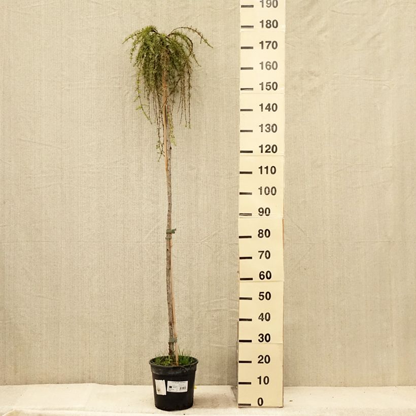 Ejemplar de Alerce del Japón llorón Stiff Weeping - Larix kaempferi Maceta 4L/5L, Tallo entregado en verano
