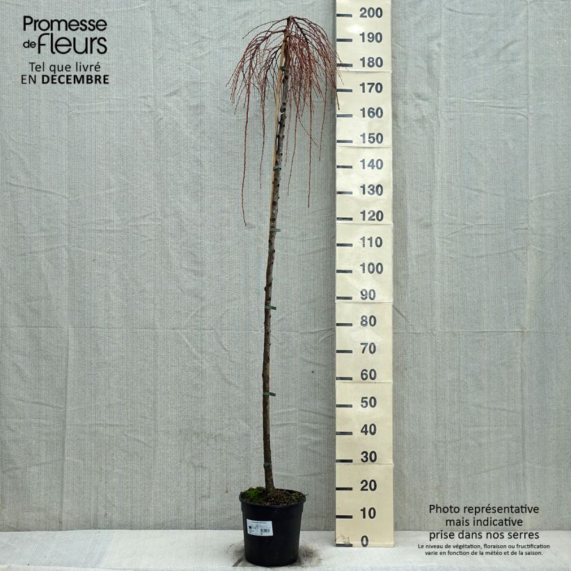 Alerce del Japón llorón Stiff Weeping - Larix kaempferi Maceta 6L/7L Ejemplar entregado en invierno