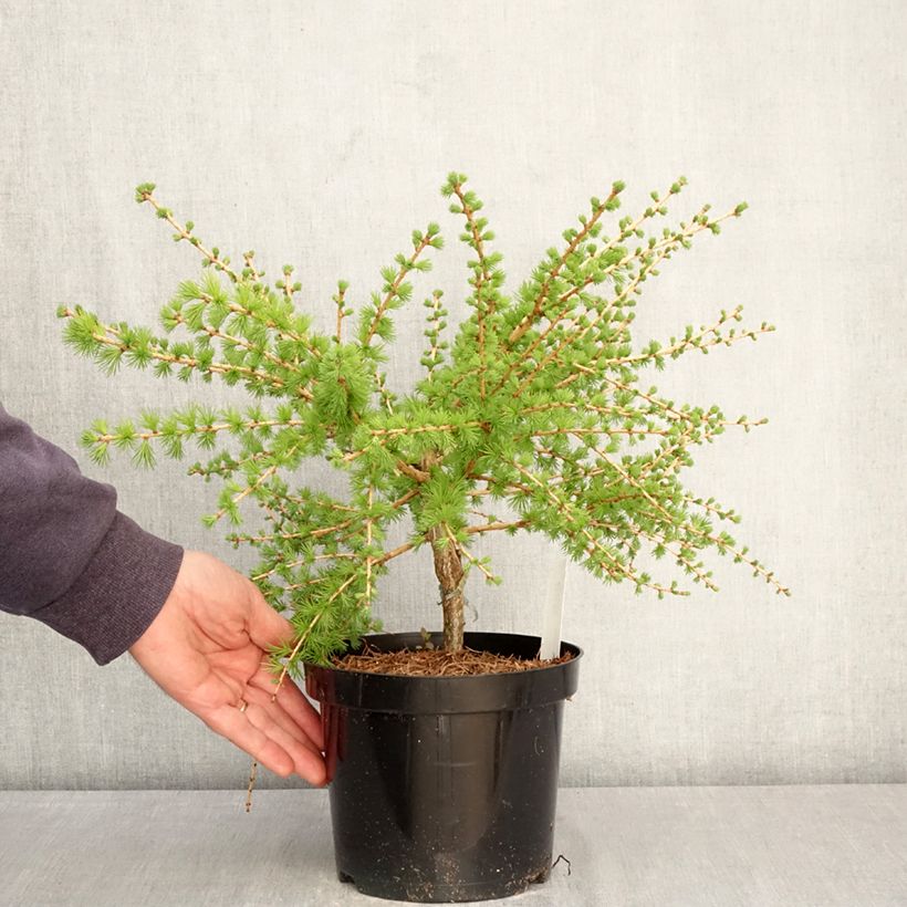 Larix laricina Arethusa Bog - Alerce Maceta 2L/3L Ejemplar entregado en la primavera