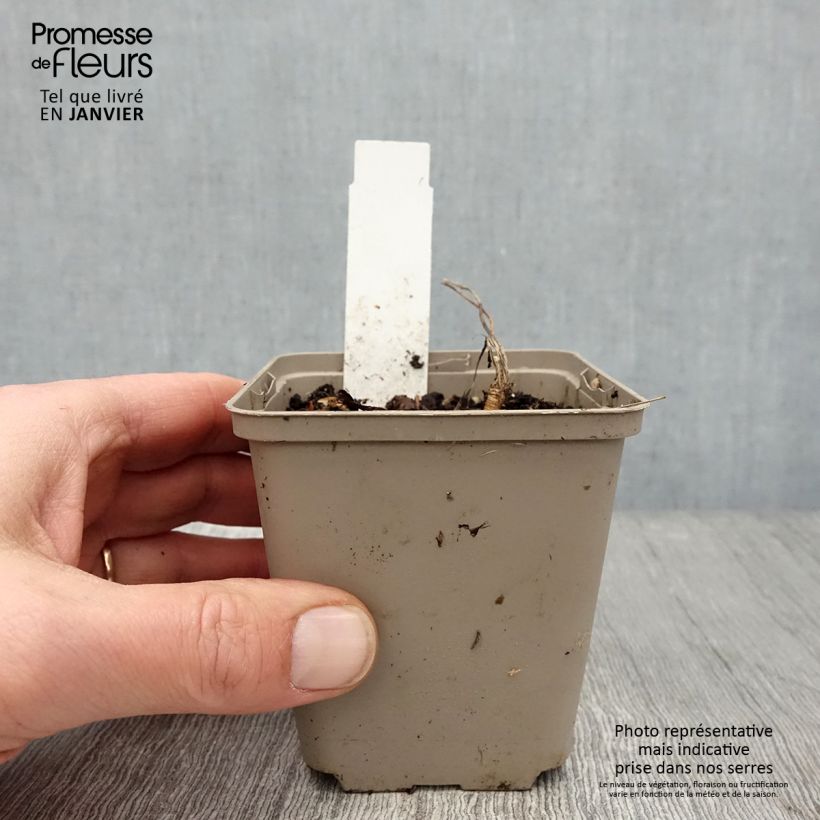 Laserpitium siler Maceta de 8/9 cm Ejemplar entregado en invierno