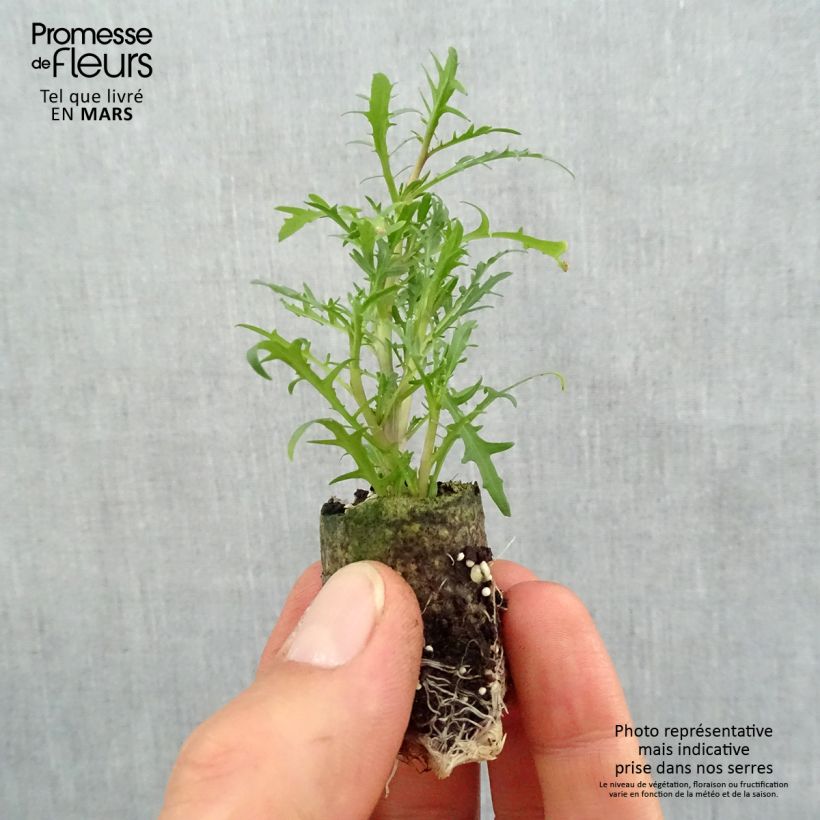 Isotoma Stella Pink minicepellón: Ø 3/4 cm Ejemplar entregado en la primavera
