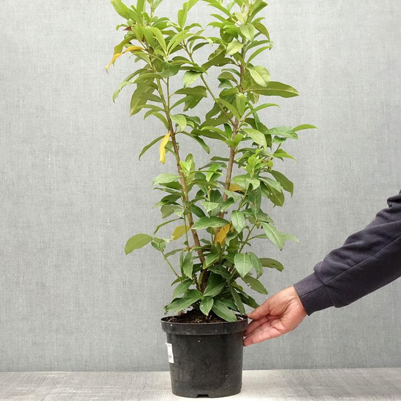 Ejemplar de Laurel cerezo Genolia - Prunus laurocerasus Maceta 3L/4L entregado en verano