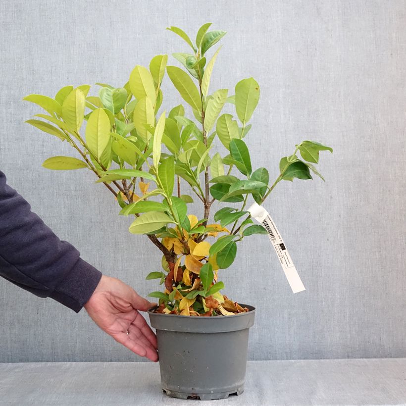 Ejemplar de Laurel cerezo Ani - Prunus laurocerasus Maceta 3L/4L entregado en otoño