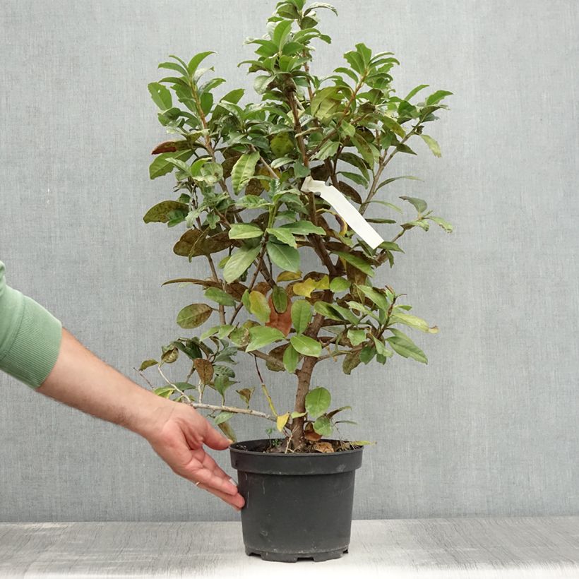 Ejemplar de Laurel cerezo Ani - Prunus laurocerasus Maceta 3L/4L entregado en verano