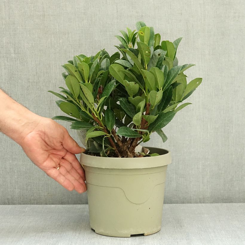 Ejemplar de Laurel cerezo Bonaparte - Prunus laurocerasus Maceta 3L/4L entregado en verano