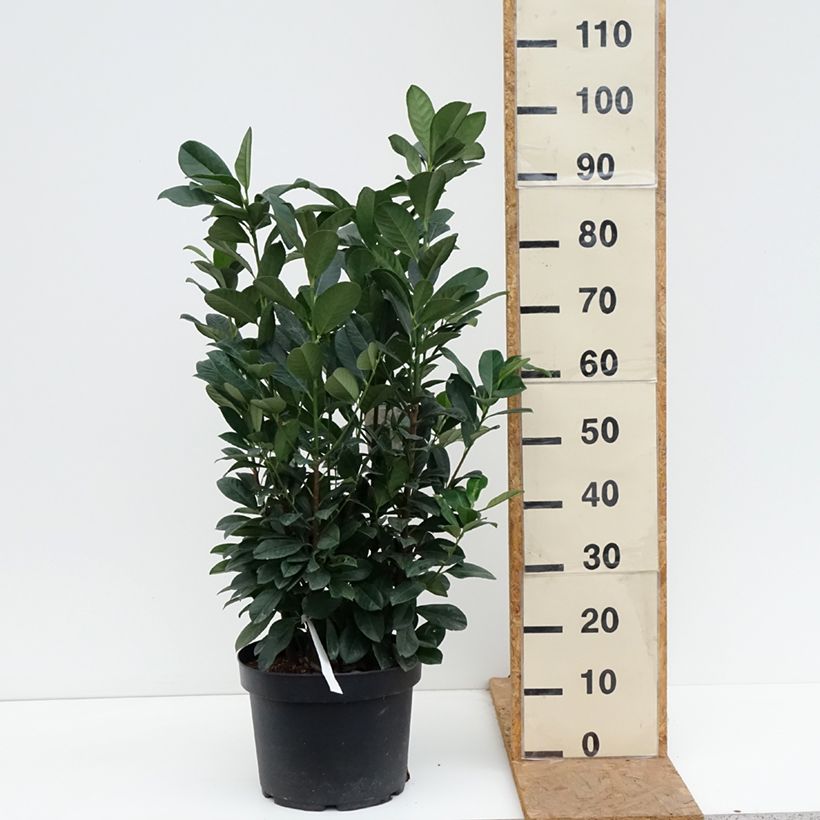 Ejemplar de Laurel cerezo Bonaparte - Prunus laurocerasus Maceta 7,5L/10L entregado en otoño