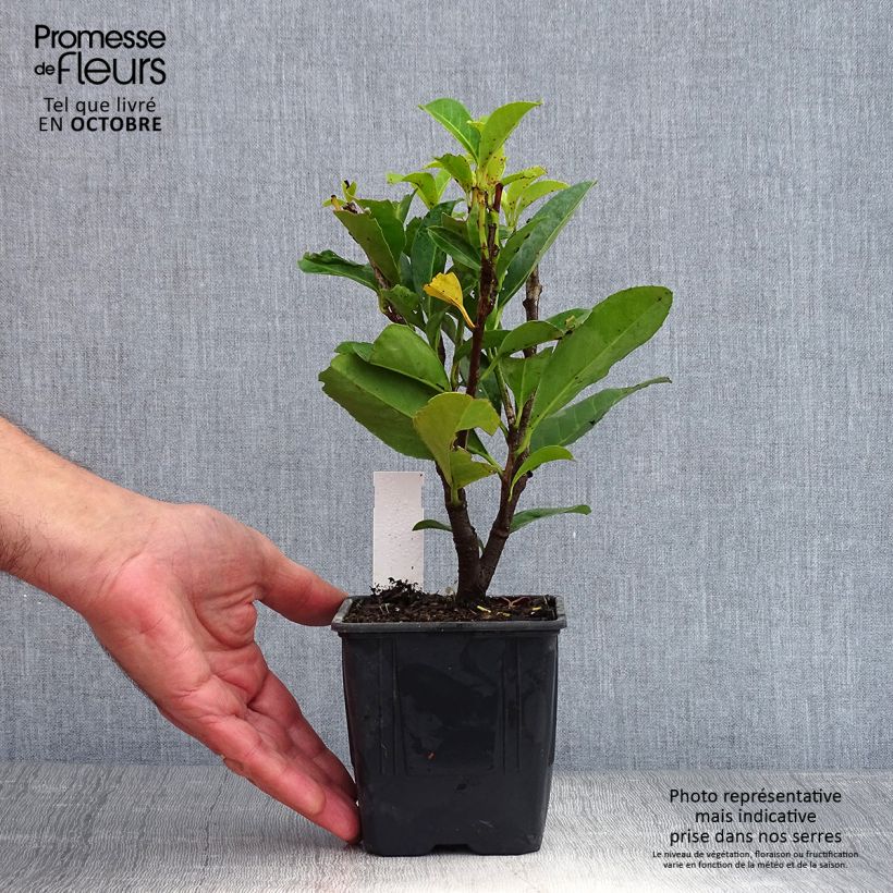 Ejemplar de Laurel cerezo Caucasica - Prunus laurocerasus Maceta de 8/9 cm entregado en otoño