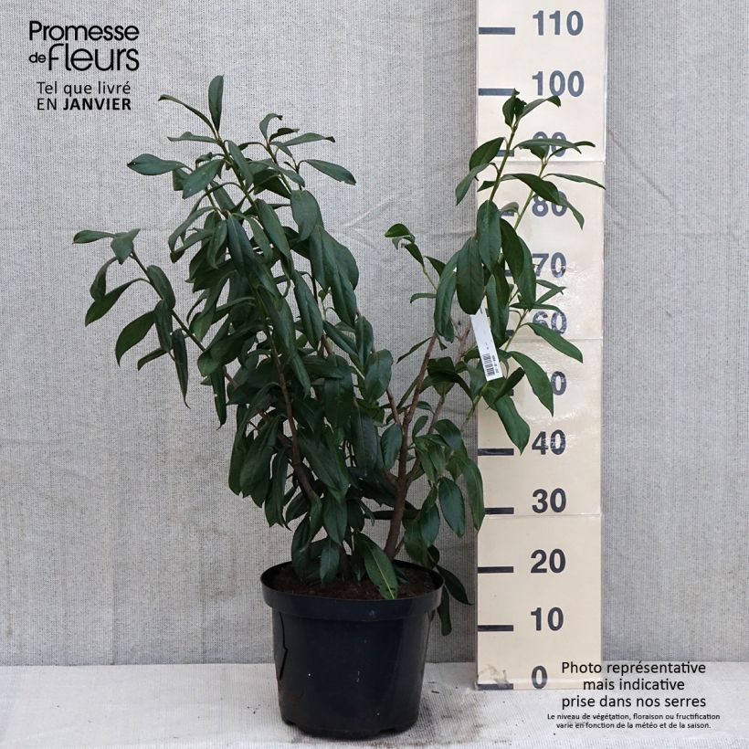 Laurel cerezo Caucasica - Prunus laurocerasus Maceta 7,5L/10L Ejemplar entregado en invierno