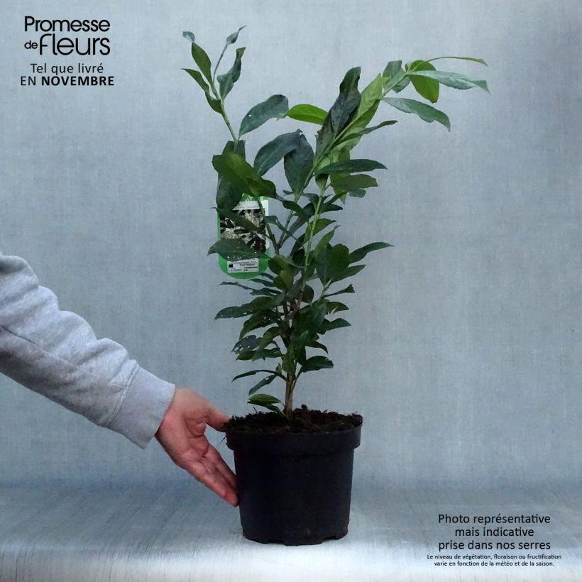 Ejemplar de Laurel cerezo Caucasica - Prunus laurocerasus Maceta 3L/4L entregado en otoño