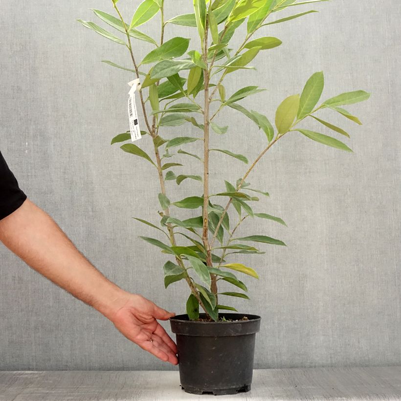 Ejemplar de Laurel cerezo Caucasica - Prunus laurocerasus Maceta 3L/4L entregado en verano