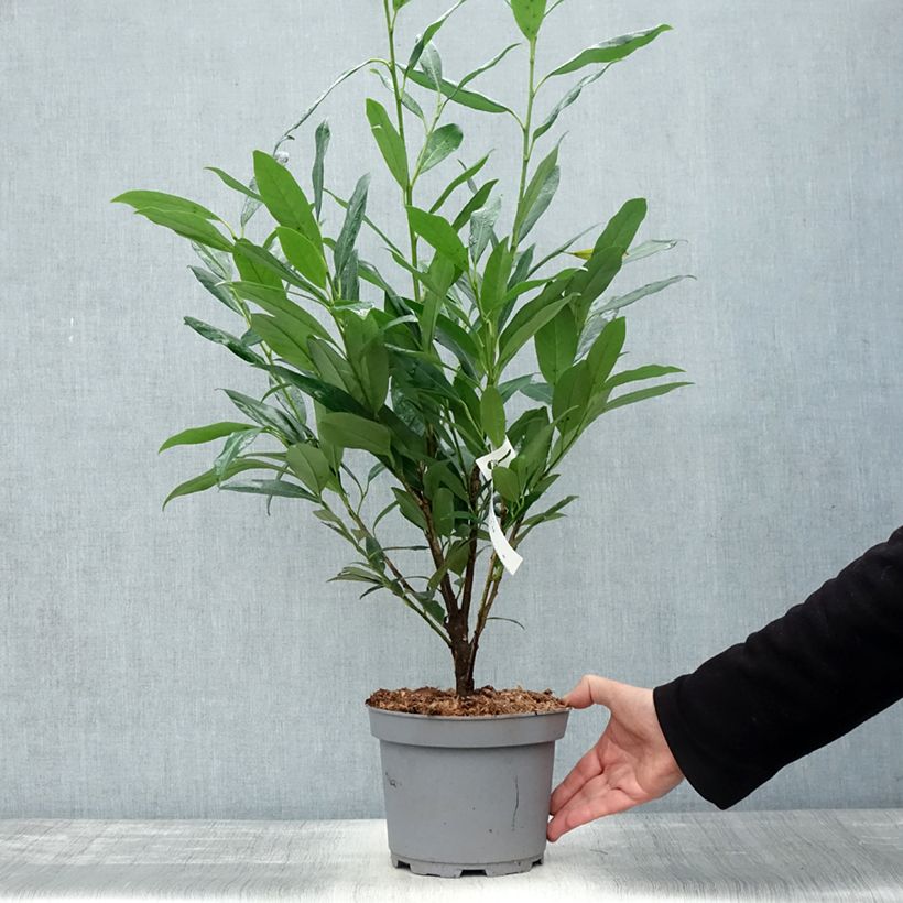 Ejemplar de Laurel cerezo Elly - Prunus laurocerasus Maceta 3L/4L entregado en otoño