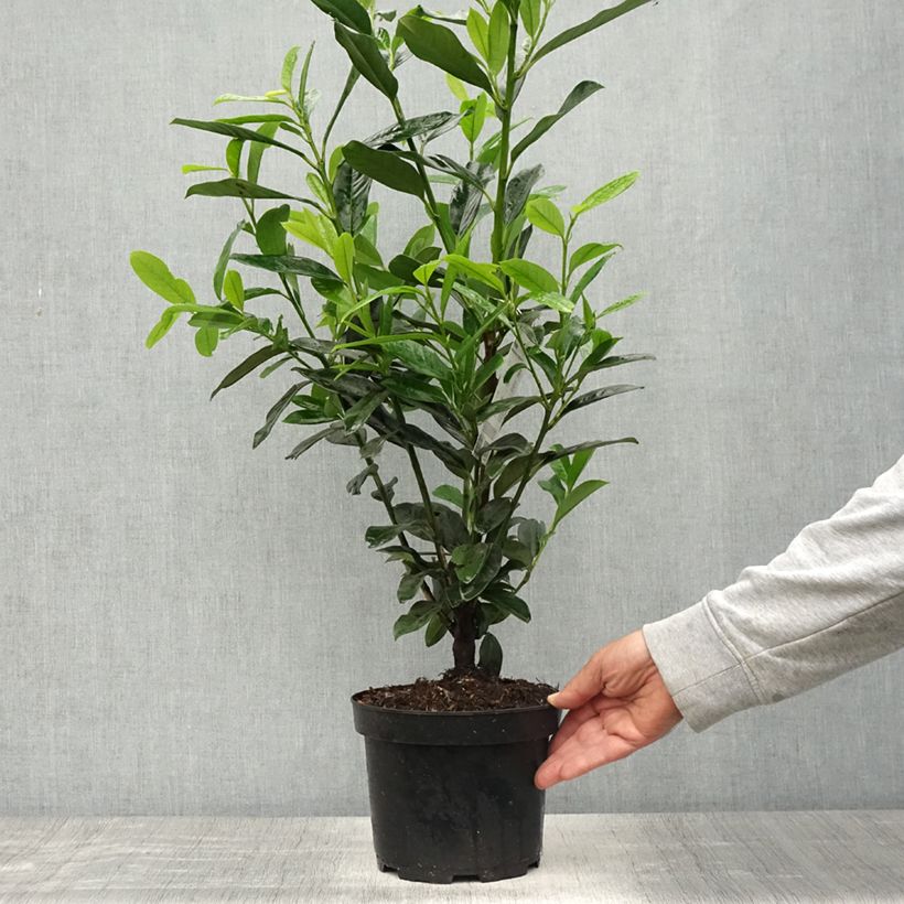 Laurel cerezo Elly - Prunus laurocerasus Maceta 3L/4L Ejemplar entregado en la primavera